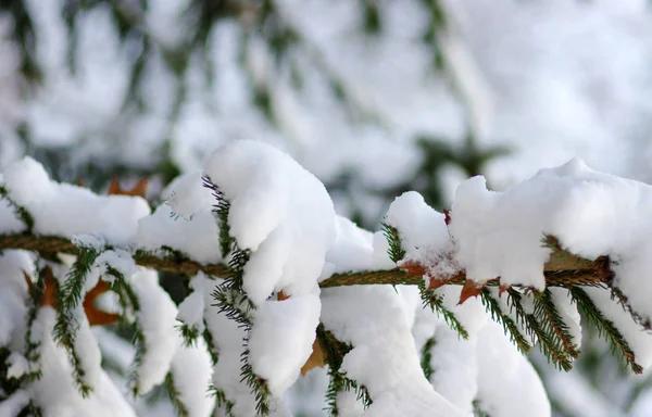 冬雪覆盖的云杉枝条 — 图库照片