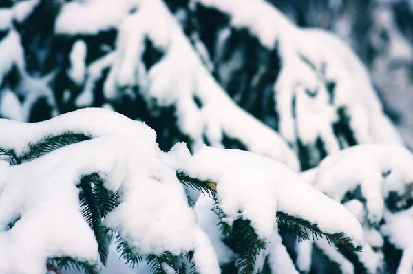 Fichtenzweige Winter Mit Schnee Bedeckt — Stockfoto