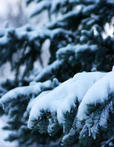 겨울에 눈으로 가문비나무 가지들 — 스톡 사진