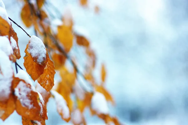 黄色的叶子在雪地里 晚秋早冬 浅浅的自然背景模糊 — 图库照片