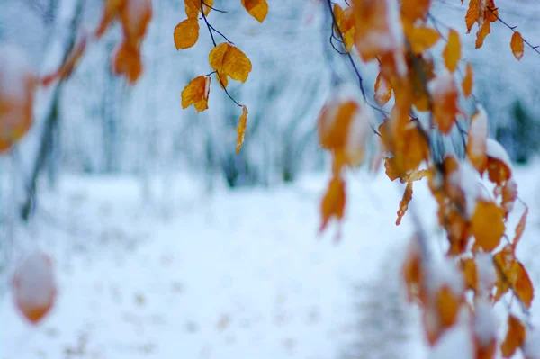 Feuilles Jaunes Dans Neige Fin Automne Début Hiver Fond Nature — Photo