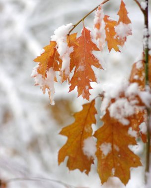 Karda sarı yapraklar. Sonbaharın sonu ve kışın başı. Bulanık doğa arkaplanı ve sığ nokta.