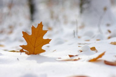 Karda sarı yapraklar. Sonbaharın sonu ve kışın başı. Bulanık doğa arkaplanı ve sığ nokta.