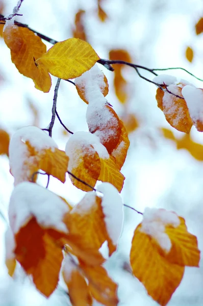 Foglie Autunnali Gialle Nella Foresta Invernale — Foto Stock