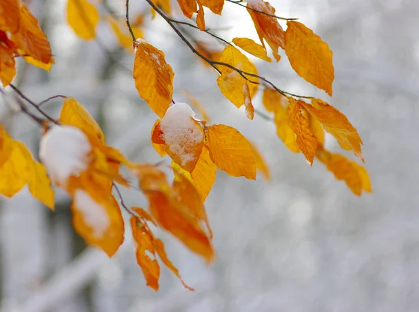 Folhas Amarelas Neve Final Outono Início Inverno Desfocado Natureza Fundo — Fotografia de Stock