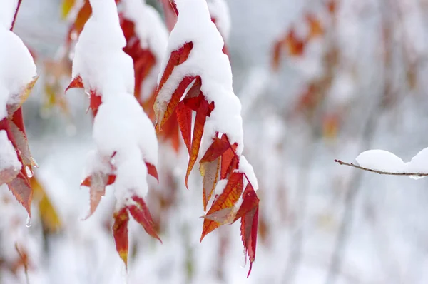 나뭇잎 늦가을과 겨울입니다 자연의 배경과 — 스톡 사진
