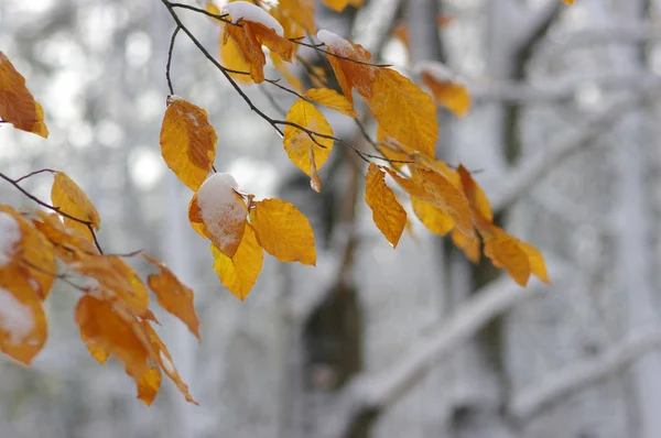 Folhas Amarelas Neve Final Outono Início Inverno Desfocado Natureza Fundo — Fotografia de Stock