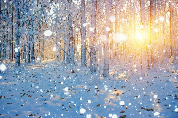 Зимовий Ліс Сонці Дерево Снігу — стокове фото