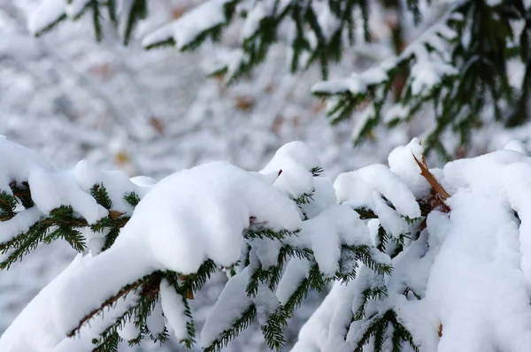 Ramos Abeto Cobertos Neve Inverno — Fotografia de Stock