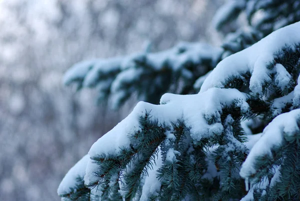 Smrkové Větve Pokryté Sněhem Zimě — Stock fotografie