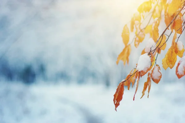 Yellow Leaves Snow Sun Late Fall Early Winter Blurred Nature Stock