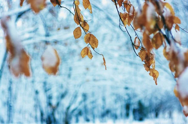 Gelbe Herbstblätter Winterwald — Stockfoto