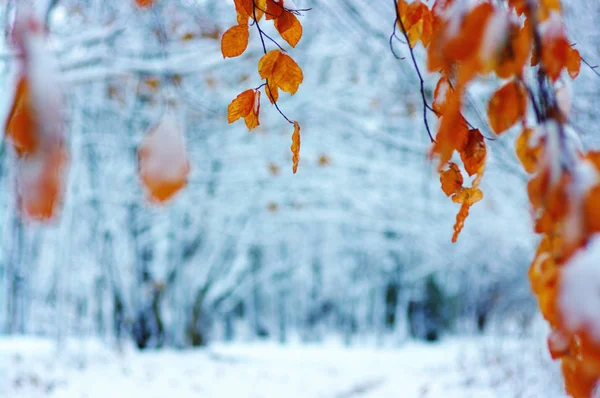 黄色的叶子在雪地里 晚秋早冬 浅浅的自然背景模糊 — 图库照片