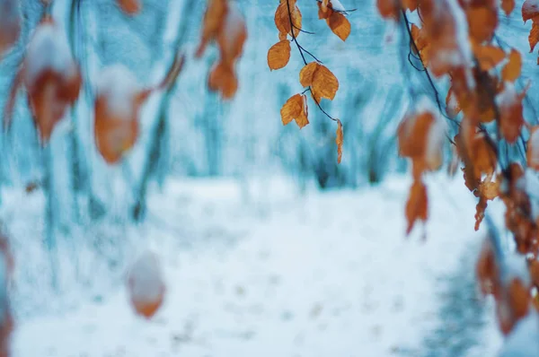 Κίτρινα Φθινοπωρινά Φύλλα Στο Χειμερινό Δάσος — Φωτογραφία Αρχείου