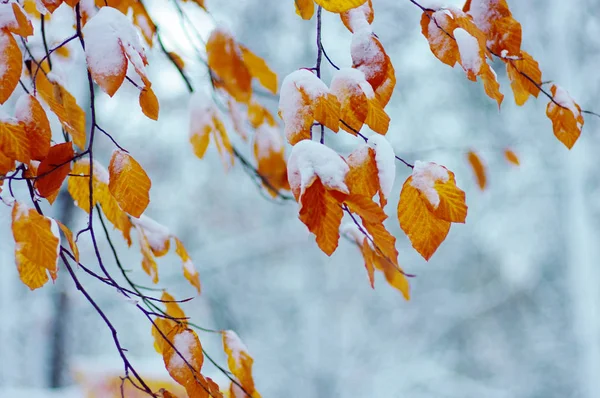 Gelbe Herbstblätter Winterwald — Stockfoto