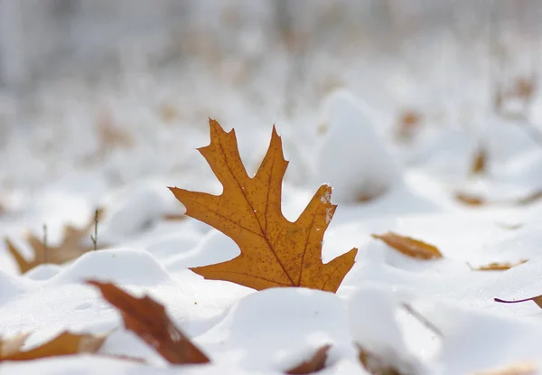 나뭇잎 늦가을과 겨울입니다 자연의 배경과 — 스톡 사진