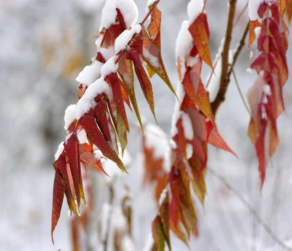 Foglie Gialle Nella Neve Fine Autunno Inizio Inverno Sfondo Natura — Foto Stock
