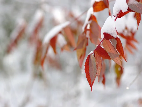 Foglie Gialle Nella Neve Fine Autunno Inizio Inverno Sfondo Natura — Foto Stock