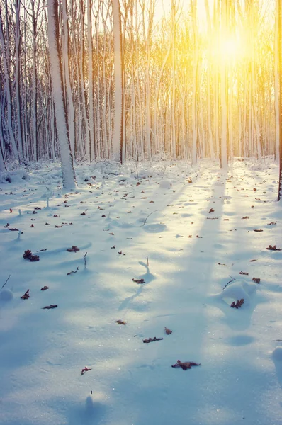 Χειμερινό Δάσος Στον Ήλιο Και Δέντρο Στο Χιόνι — Φωτογραφία Αρχείου
