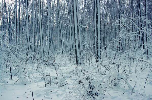 Δέντρα Καλυμμένα Χιόνι Χειμώνα — Φωτογραφία Αρχείου