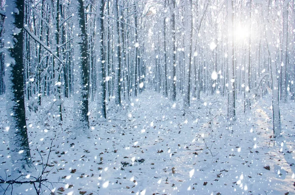 Winterwald Sonne Und Baum Schnee — Stockfoto