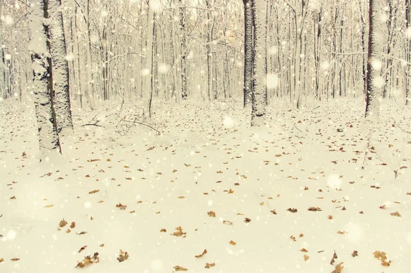 Bosque Invierno Sol Árbol Nieve —  Fotos de Stock
