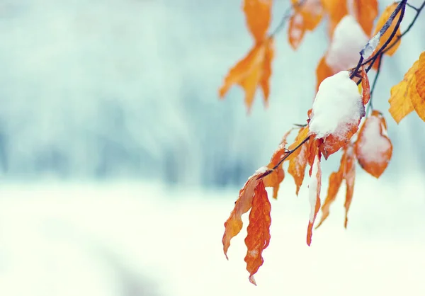 Foglie Gialle Nella Neve Fine Autunno Inizio Inverno Sfondo Natura — Foto Stock