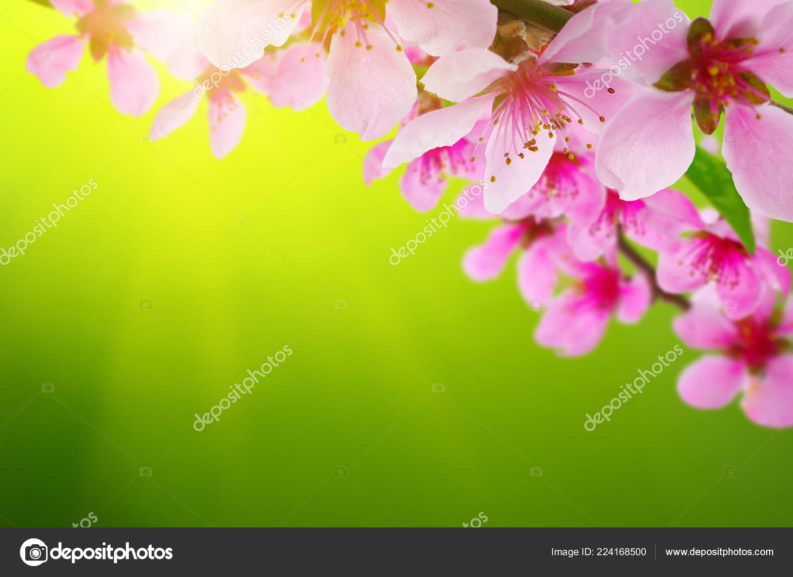 Blossoms Blurred Nature Background Spring Flowers Spring Background Green  Bokeh — Stock Photo © Ale-ks #224168500, image size:1600x1164