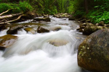 Dağ nehri yeşil ormandan akıyor. Ormanda akarsu.