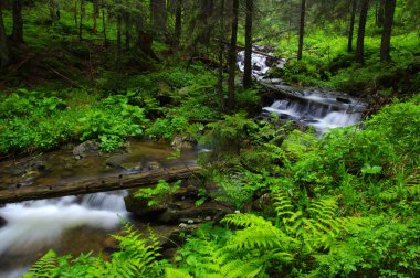 Dağ nehri yeşil ormandan akıyor. Ormanda akarsu.