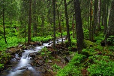 Dağ nehri yeşil ormandan akıyor. Ormanda akarsu.