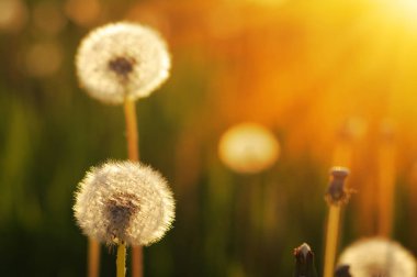 Karahindiba tarlada güneşte