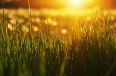 Güneş ışını ile yeşil çim arka plan. Parlak doğal bokeh. Yumuşak odak. Soyut doğa arka plan .