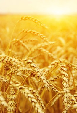 Buğday portre. Buğday alan tarih Pzr. Hasat ve gıda kavramı