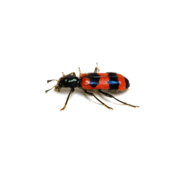 白色背景上的红色甲虫 — 图库照片