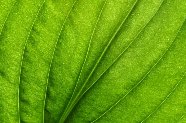 Gröna Blad Bakgrund Bladstruktur — Stockfoto