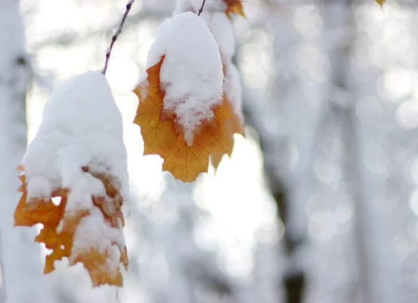 Žluté Listy Sněhu Zimní Pozadí — Stock fotografie