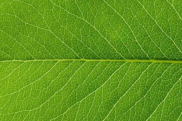 Green Leaves Background Leaf Texture — Stock Photo, Image