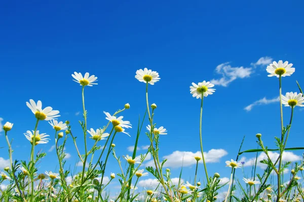 Weiße Gänseblümchen Auf Blauem Himmel Hintergrund — Stockfoto