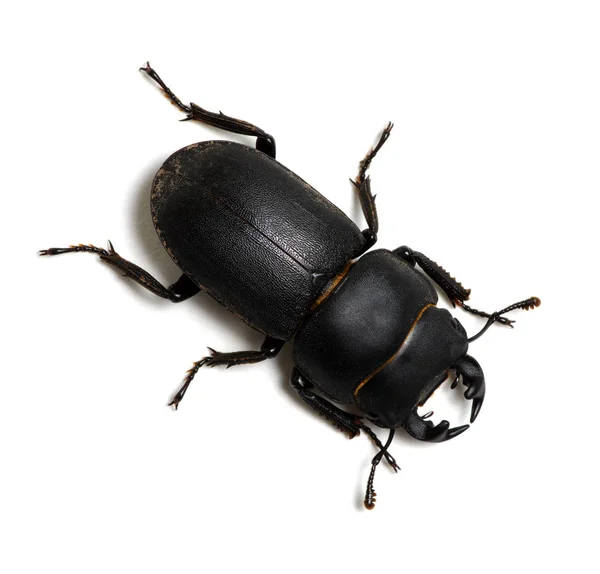 白に隔離された黒い甲虫 — ストック写真