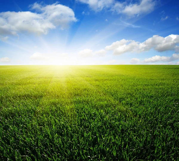 Campo Verde Céu Azul Sol — Fotografia de Stock