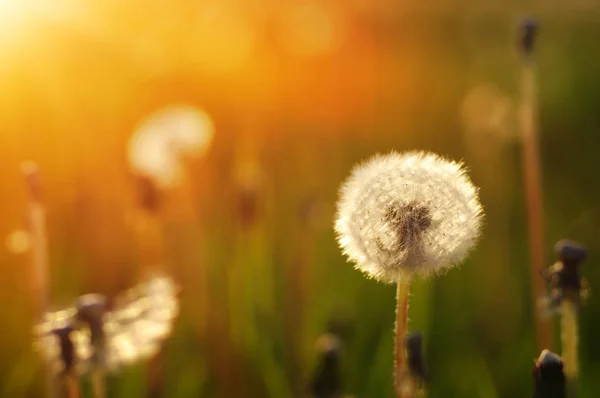 Denti Leone Sole Sul Campo — Foto Stock