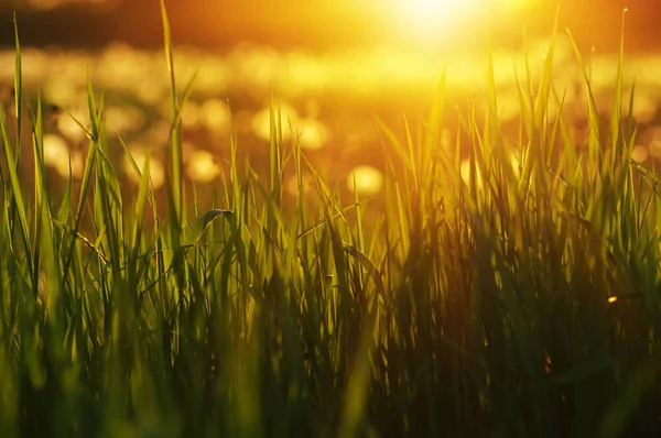 Green grass background with sun beam. Bright natural bokeh. Soft focus. Abstract nature background .
