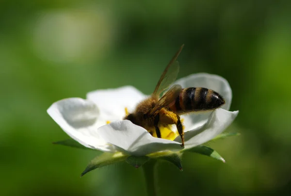 Bee on the flower. Bee at work