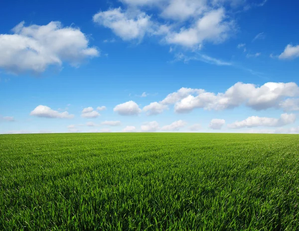 Grönt Fält Och Blå Himmel — Stockfoto