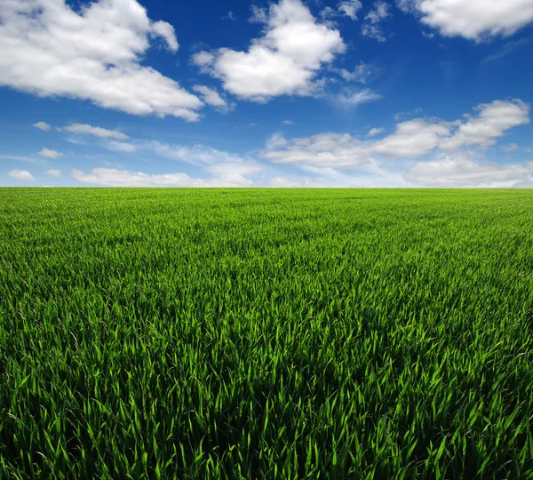 Зеленое Поле Голубое Небо — стоковое фото