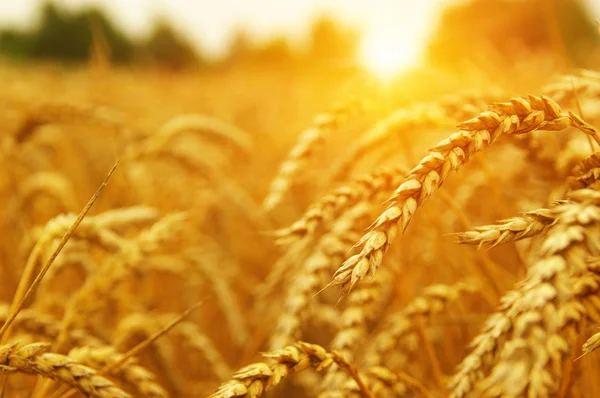 小麦特写 麦田在太阳上 收获和食品的概念 — 图库照片