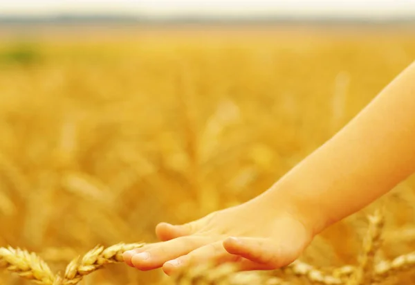 Mani Bambina Nel Campo Grano — Foto Stock