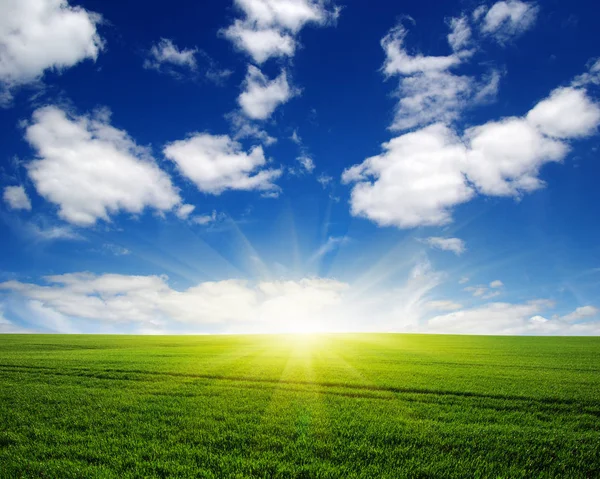 Green Field Blue Sky Sun Stock Photo
