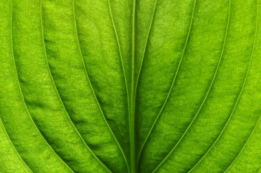 Yeşil yapraklar arka plan. Yaprak dokusu